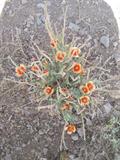 Glaucium oxylobum